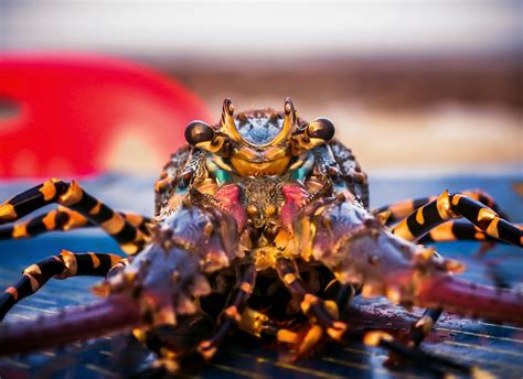 Do Lobsters Know Something We Don't? - New Leaf Nutrition & Coaching