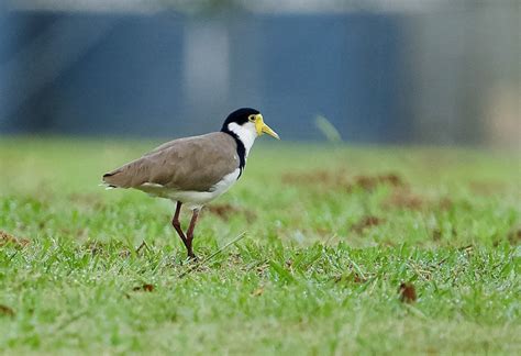 Masked Lapwing From Meadowlands Rd Carina Qld Australia On