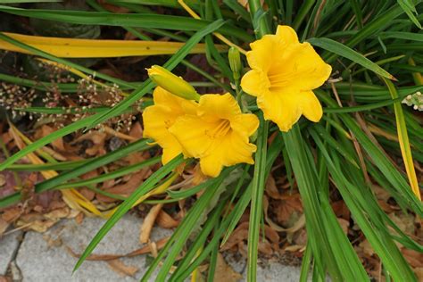 Hemerocallis "Stella de Oro"