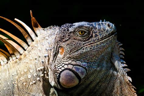 Green Iguana Skin Stock Photos, Pictures & Royalty-Free Images - iStock