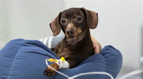 The Side Effect Of Dog IV Fluid: What You Need To Know - Petsmartgo