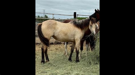 Shortys Quejana Lady Aqha Filly Free Movement Youtube