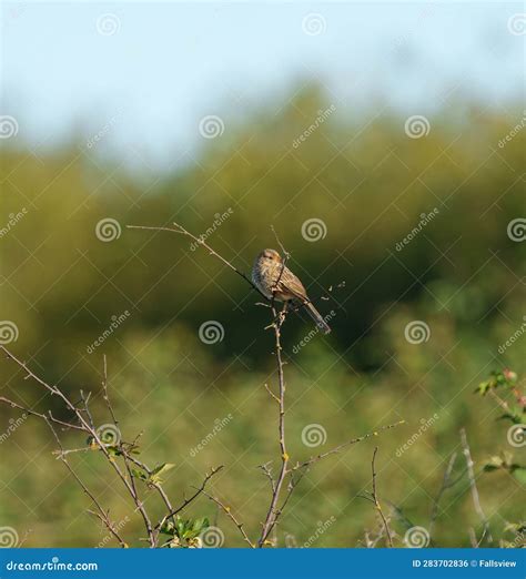 Brewer`s Sparrow Feeding in Bush Stock Photo - Image of feeding, plant