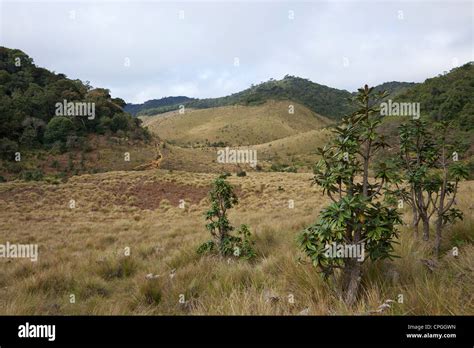 Cloud forest horton plains hi-res stock photography and images - Alamy