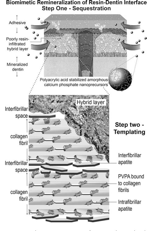 Figure From Imperfect Hybrid Layers Created By An Aggressive One Step