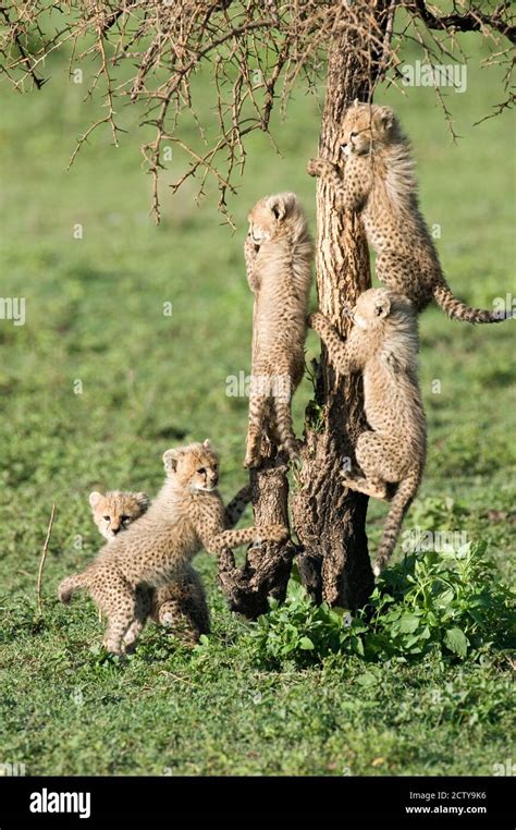 Cheetah Cubs Acinonyx Jubatus Climbing A Tree Ndutu Ngorongoro