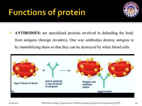 Structure And Function Of Protein Ppt