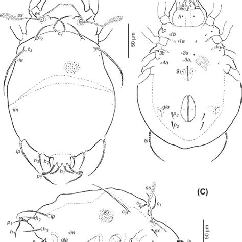 Cluster of unfed chigger mites at the end of a grass stalk, La Pineda. | Download Scientific Diagram