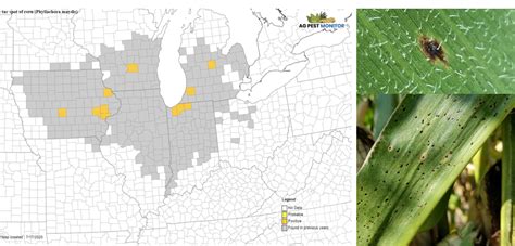 Update On Indiana Foliar Disease Risk In Soybean And Corn