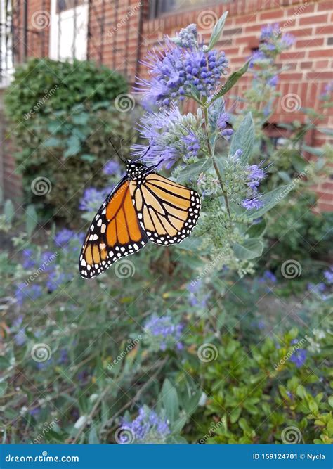 Beautiful Monarch Butterfly Pollinating Stock Image - Image of violet