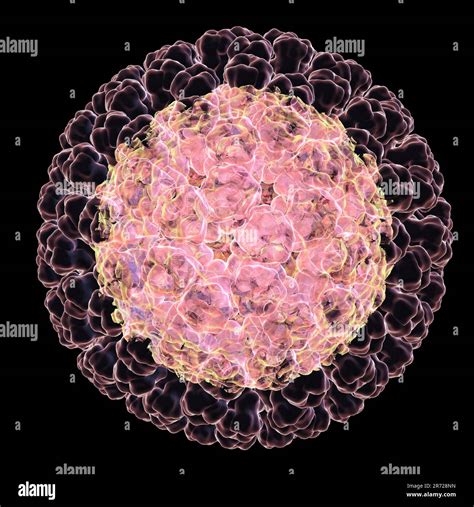 Rotavirus Particle Computer Artwork The Virus Particle Consists Of An