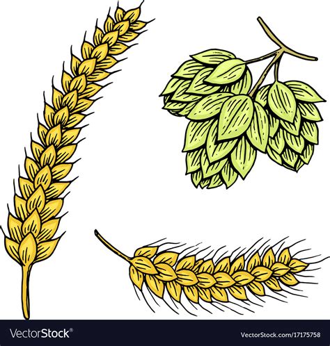 Barley And Wheat Malt And Hops Beer Royalty Free Vector