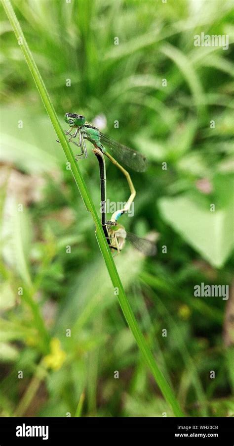 Two Dragonflies Mating Hi Res Stock Photography And Images Alamy