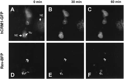 A Synthetic HIV 1 Rev Inhibitor Interfering With The CRM1 Mediated