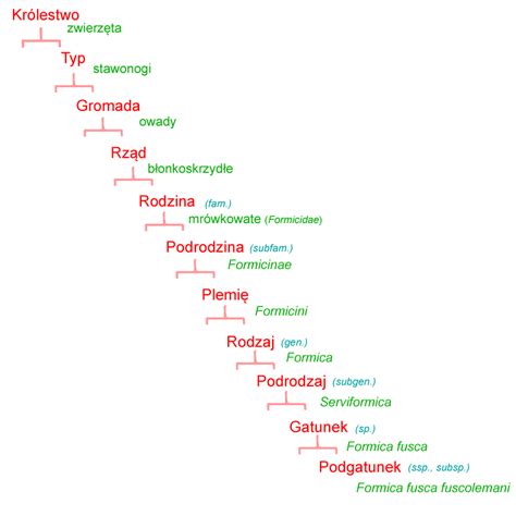 Domena biologia WikiMrówki