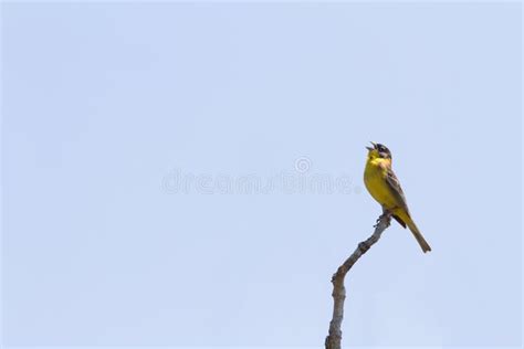 5,806 Blue Bird Singing Stock Photos - Free & Royalty-Free Stock Photos