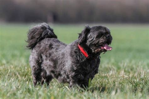 Are Shih Tzus Hypoallergenic? An Allergy Sufferer’s Guide to Dogs ...