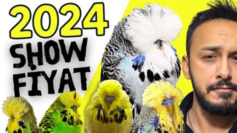 2024 SHOW JUMBO PİYASASI SHOW JUMBO MUHABBET KUŞU FİYATI YouTube