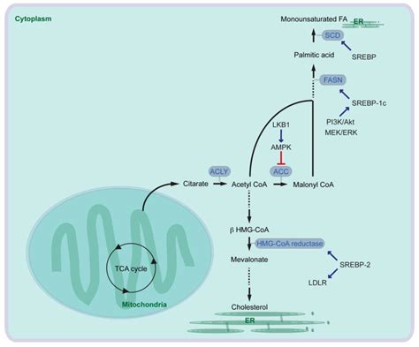 Central Pathway For Fatty Acid And Cholesterol Synthesis Acc Download Scientific Diagram