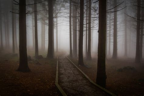 Bildet Tre Natur Skog Vinter Lett T Ke Sollys Morgen