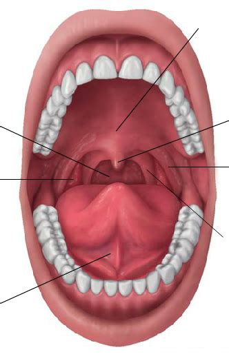 Oral Cavity Diagram Quizlet