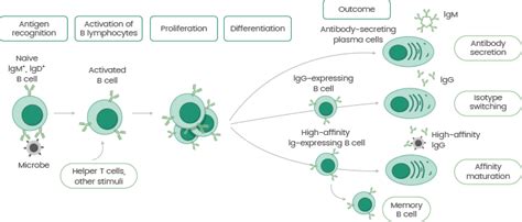 Development Of Antibody Production Sino Biological