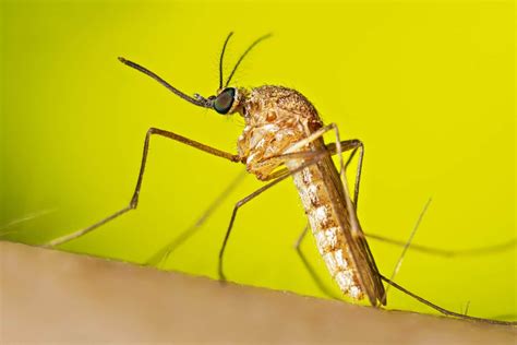 The West Nile Virus Mosquito Is Now Becoming More Challenging to Kill