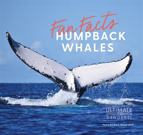 Discover Fascinating Facts About Humpback Whales