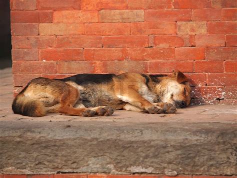 Hund auf der Straße Stock Bild Colourbox