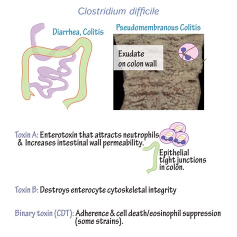 Immunology Microbiology Glossary Clostridium Clostridioides