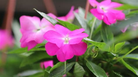 How To Plant Grow And Care For New Guinea Impatiens