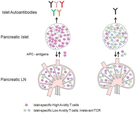 A Scheme Illustrating The Biology Of Islet Specific T Cell Clonal