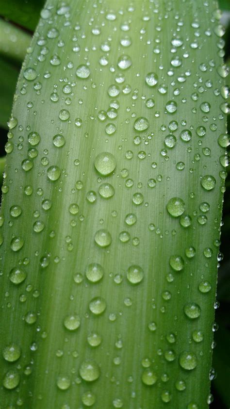 Kostenlose Foto Wasser Natur Gras Fallen Tau Pflanze Morgen