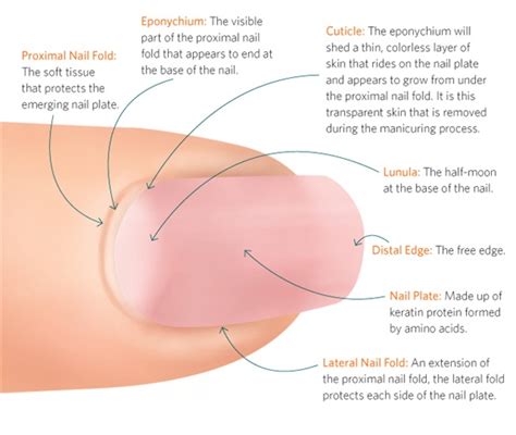 Nail Anatomy Rambling Rose