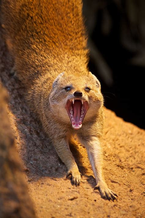 Yellow Mongoose Like Animals Cute Little Animals Animal Planet