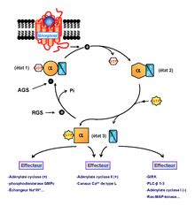 R Cepteurs Coupl S Aux Prot Ines G D Finition Et Explications