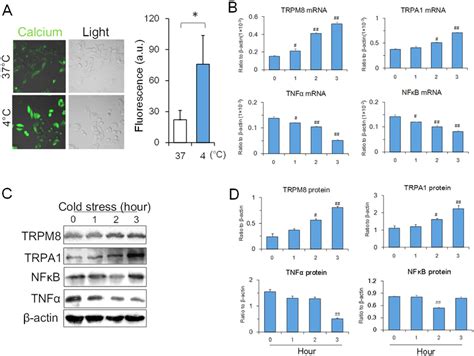 Expression Of Trpm8 Trpa1 Nfκb And Tnfα In Pc12 Cells Under Cold