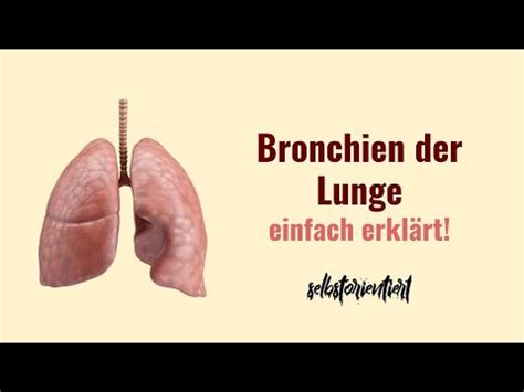 Bronchien Der Lunge Einfach Erkl Rt Anatomie Det Rechten Linken