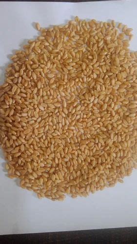 Golden Wheat Grain At Rs 24 Kg Wheat Grains In Thoothukudi ID