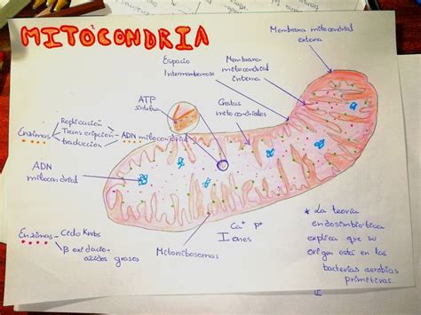 Dibujo De La Mitocondria Mitocondria Celula Eucariota Procariota