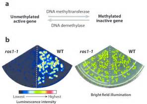 The Arabidopsis Dna Demethylase Ros1 Is Required For Preventing