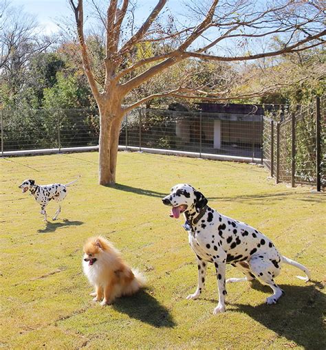 ラ・ドッグリゾート【公式】伊豆高原の愛犬と泊まれるホテル