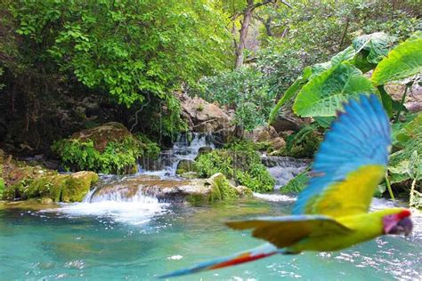 Reserva De La Biosfera El Cielo Un Verdadero Para So En Tamaulipas