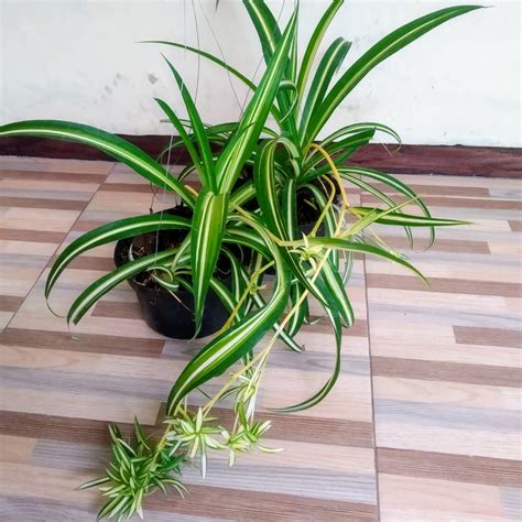 Jual Tanaman Hias Gantung Spider Plant Lili Paris Chlorophytum