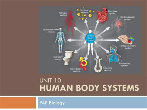 Ppt Unit 10 Human Body Systems Powerpoint Presentation Free Download