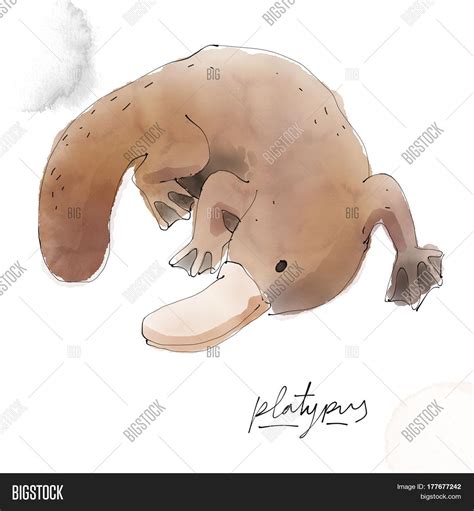 Platypus. Watercolor Image & Photo (Free Trial) | Bigstock