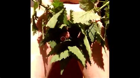 CBT Nettles Gay Man Porn XHamster