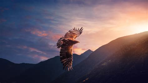 Flying Eagle Hd Wallpapers 1080p