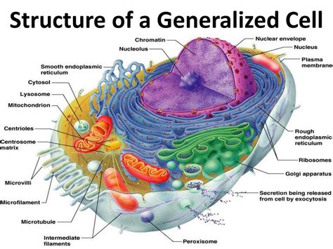 Cell Organelles Cells The Basic Units Of Life Siyavula