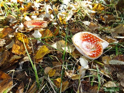 Flyagarin Na Floresta Pequenos Cogumelos Verdes E Bagos Vermelhos